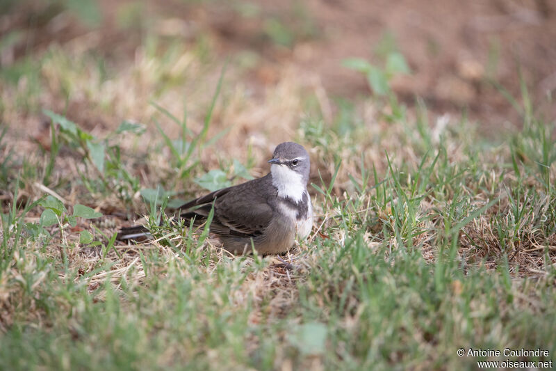 Cape Wagtailadult