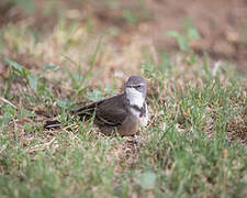 Cape Wagtail