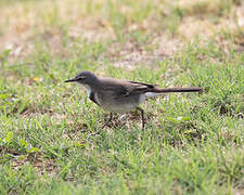 Cape Wagtail