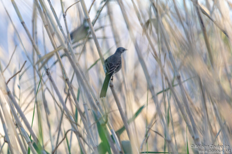 Cape Wagtailadult