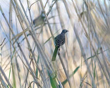 Cape Wagtail