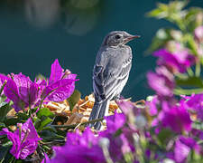 White Wagtail