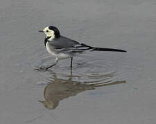 White Wagtail