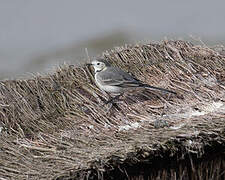 White Wagtail