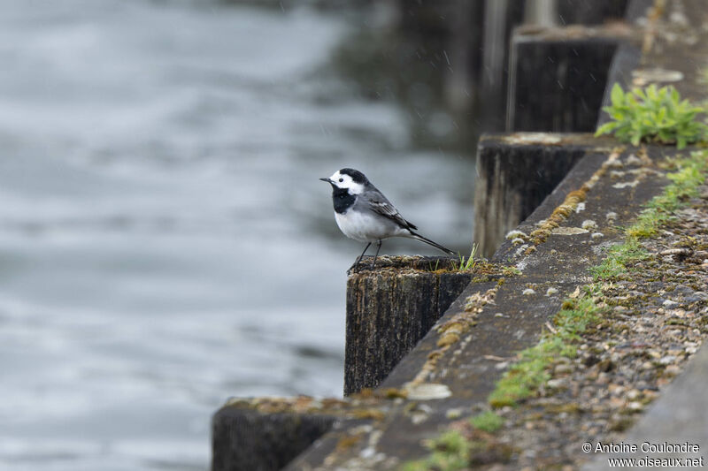 White Wagtail male adult