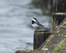 White Wagtail