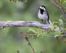 White Wagtail