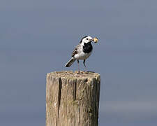 White Wagtail