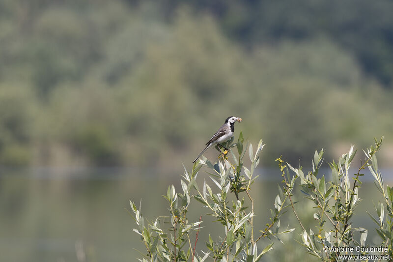 White Wagtail male adult breeding, eats