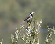 White Wagtail