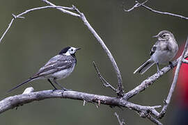 White Wagtail