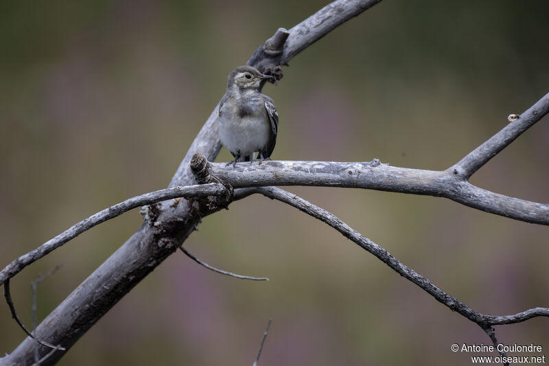 White Wagtailjuvenile