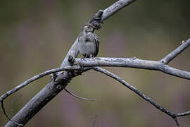 White Wagtail