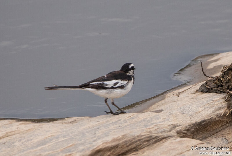 African Pied Wagtailadult