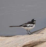 African Pied Wagtail