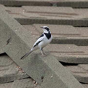 African Pied Wagtail