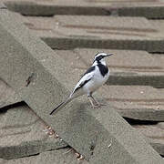 African Pied Wagtail