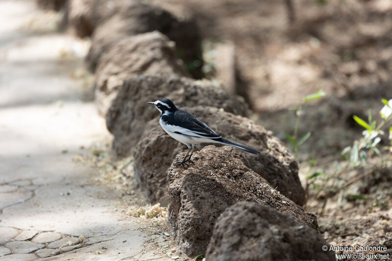 African Pied Wagtailadult