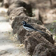 African Pied Wagtail