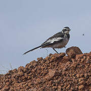 African Pied Wagtail