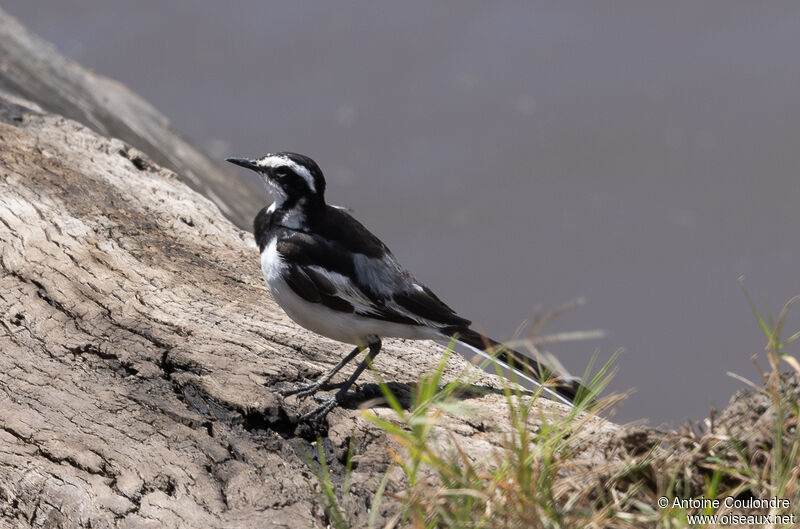 African Pied Wagtailadult