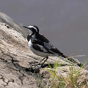 African Pied Wagtail