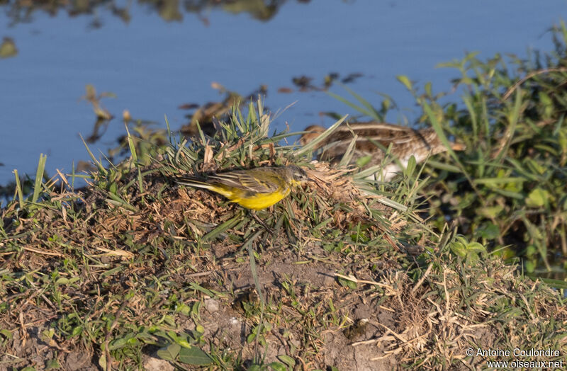 Western Yellow Wagtailadult