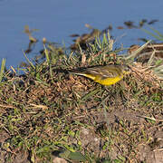 Western Yellow Wagtail