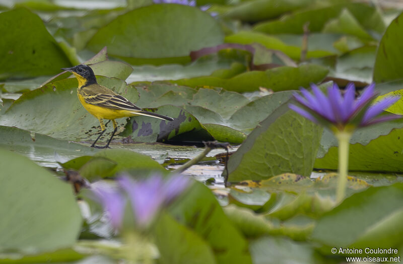 Western Yellow Wagtailadult