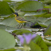 Western Yellow Wagtail