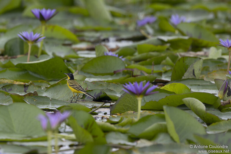 Western Yellow Wagtailadult