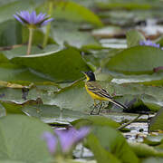 Western Yellow Wagtail