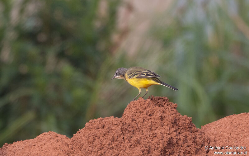 Western Yellow Wagtailadult