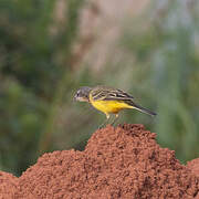 Western Yellow Wagtail