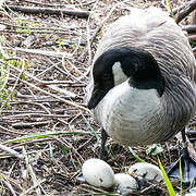 Canada Goose