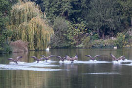 Canada Goose