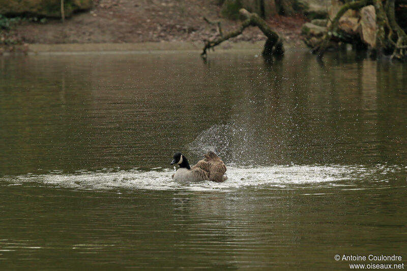 Canada Gooseadult, swimming