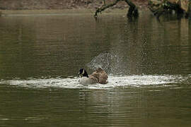 Canada Goose