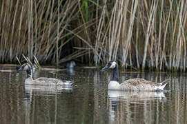 Canada Goose