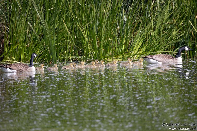 Canada Goose