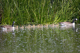 Canada Goose