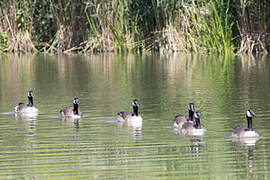 Canada Goose