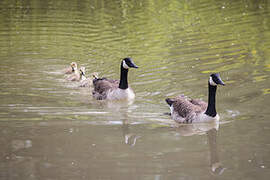 Canada Goose