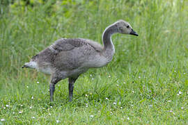 Canada Goose