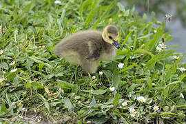 Canada Goose