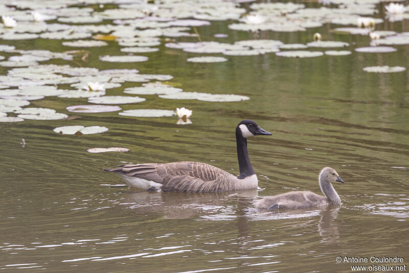 Canada Goose