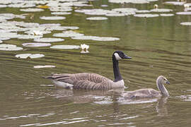 Canada Goose