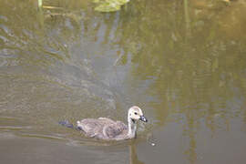 Canada Goose