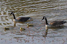 Canada Goose