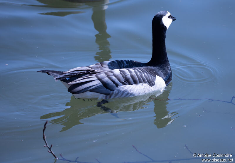 Barnacle Gooseadult, swimming